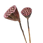 زينة زهور اللوتس المجففة 50 سم من Seedpod