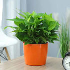 أواني نباتات منزلية ذات ارتفاع مستدير من البلاستيك متينة 15.5 سم